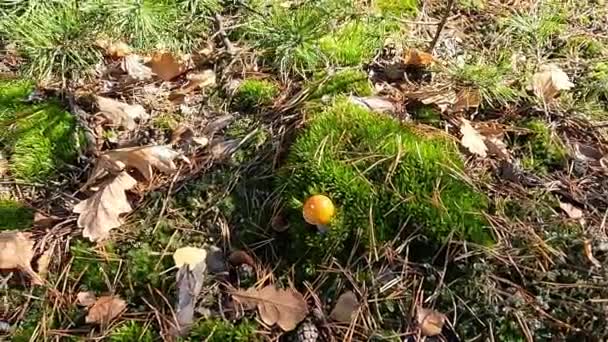 有害的蘑菇长在青苔中 — 图库视频影像