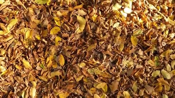 Foglie Secche Gialle Terra Autunno Foglie Cadono Dagli Alberi Suolo — Video Stock