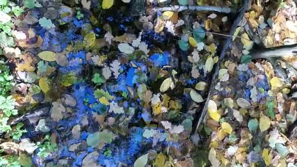 秋は水の上に葉 水の中の周囲の世界の反射 — ストック動画