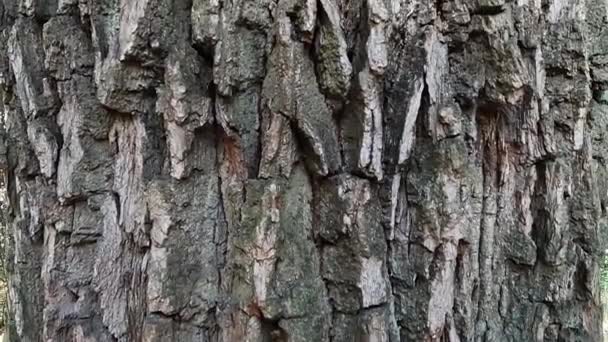 Кора Соснового Дерева Лісі Кора Дерева — стокове відео