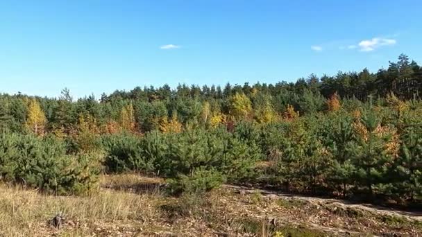 Herbstliche Waldlandschaft Gelbe Blätter Den Bäumen — Stockvideo