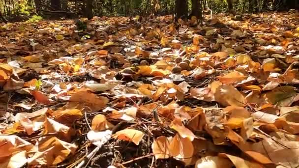 Proteine Noci Scoiattolo Nella Foresta Autunnale Scoiattolo Rosso Nasconde Noci — Video Stock