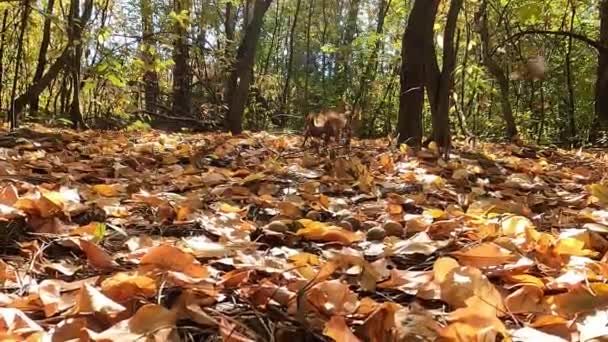 Πρωτεΐνη Και Καρύδια Σκίουρος Στο Φθινοπωρινό Δάσος Κόκκινος Σκίουρος Κρύβει — Αρχείο Βίντεο