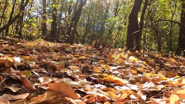 Eiweiß Und Nüsse Eichhörnchen Herbstwald Das Rote Eichhörnchen Versteckt Nüsse — Stockvideo