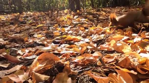 Білок Горіхи Білка Осінньому Лісі Червона Білка Ховає Горіхи Лісі — стокове відео