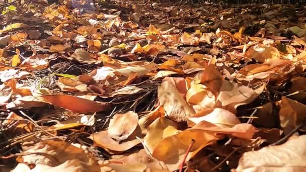 Eiweiß Und Nüsse Eichhörnchen Herbstwald Das Rote Eichhörnchen Versteckt Nüsse — Stockvideo