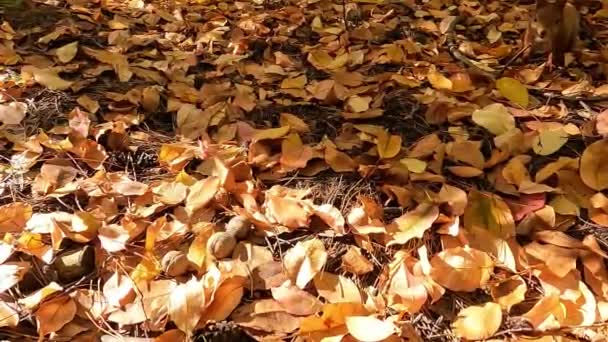 Eiweiß Und Nüsse Eichhörnchen Herbstwald Das Rote Eichhörnchen Versteckt Nüsse — Stockvideo