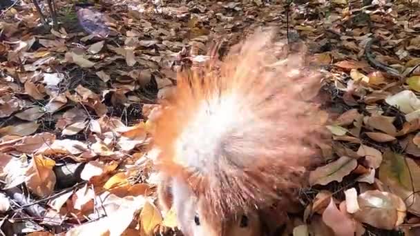 Proteínas Nueces Ardilla Bosque Otoño Ardilla Roja Esconde Nueces Bosque — Vídeo de stock