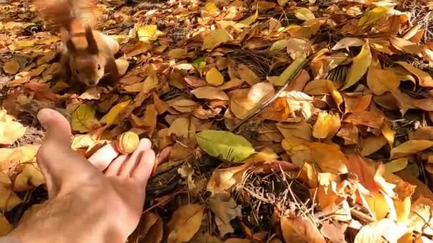 蛋白质和坚果 秋天森林里的松鼠 红松鼠在森林里藏坚果过冬 — 图库视频影像