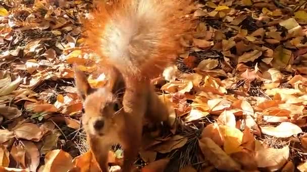 Eiweiß Und Nüsse Eichhörnchen Herbstwald Das Rote Eichhörnchen Versteckt Nüsse — Stockvideo