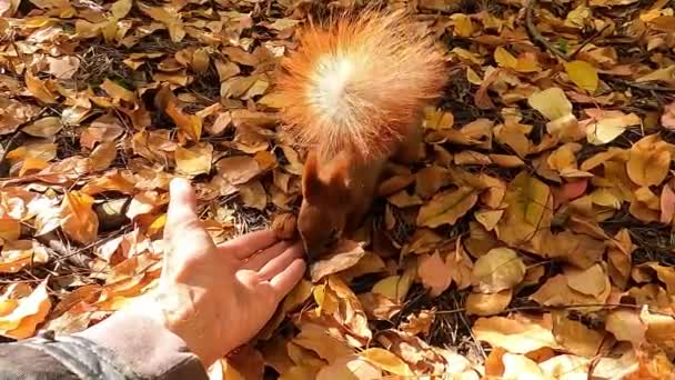 Eiweiß Und Nüsse Eichhörnchen Herbstwald Das Rote Eichhörnchen Versteckt Nüsse — Stockvideo