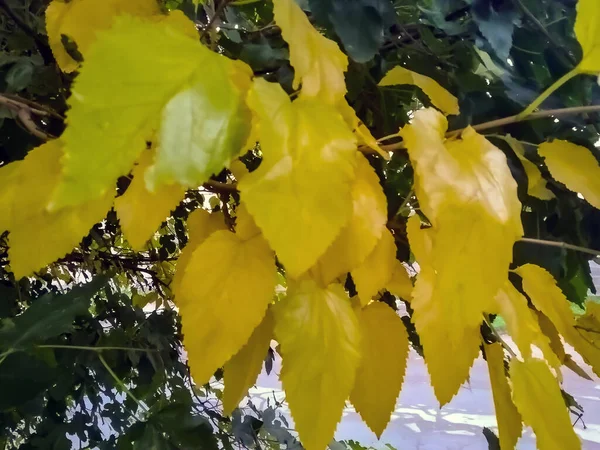 Feuilles Humides Jaune Vif Sur Arbre Après Pluie — Photo