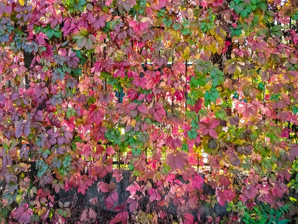 Uva Selvatica Tesse Lungo Recinzione Colorato Luminoso Belle Foglie Autunnali — Foto Stock
