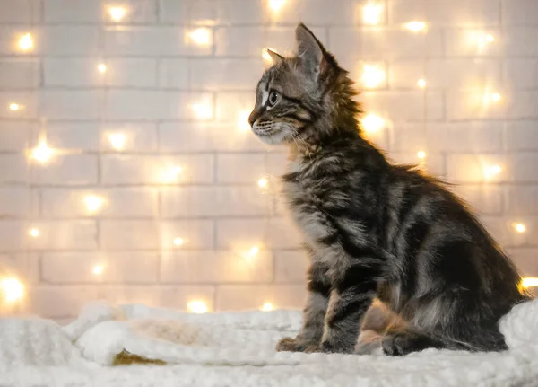 Gatinho Bonito Cobertor Branco Com Bokeh Guirlandas — Fotografia de Stock