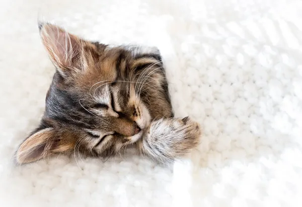 白い毛皮の毛布の上で眠るかわいい子猫 — ストック写真