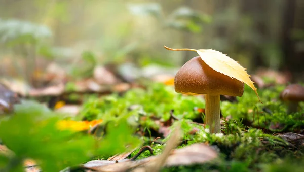 Pequeno Cogumelo Com Uma Folha Gorro Floresta — Fotografia de Stock