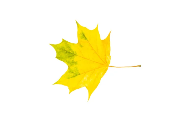 Une Feuille Érable Jaune Verte Automne Isolée Sur Fond Blanc — Photo