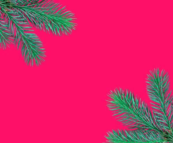 Розовый Фон Рамкой Еловых Ветвей Копировальным Пространством — стоковое фото