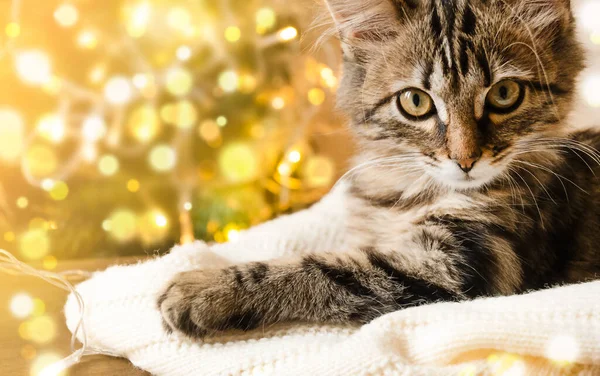 Gatinho Doméstico Encontra Cobertor Macio Contra Fundo Luzes Douradas Natal — Fotografia de Stock