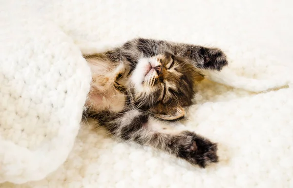 Şirin küçük kedi yavrusu, fotokopi alanı olan beyaz kürk battaniyede uyuyor. Stok Resim