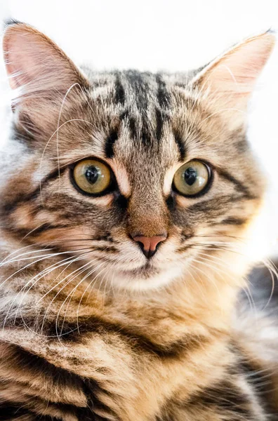 Retrato de um belo gato doméstico. close-up — Fotografia de Stock