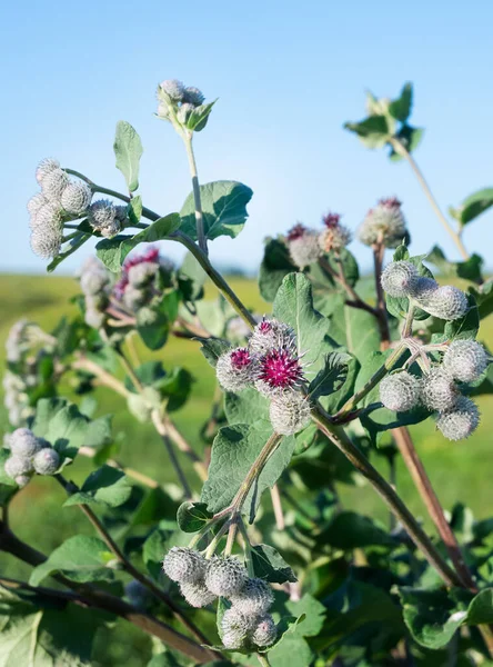 large burdock bush with purple flowers in the field