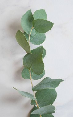 mermer gri arkaplanda okaliptüs dalı