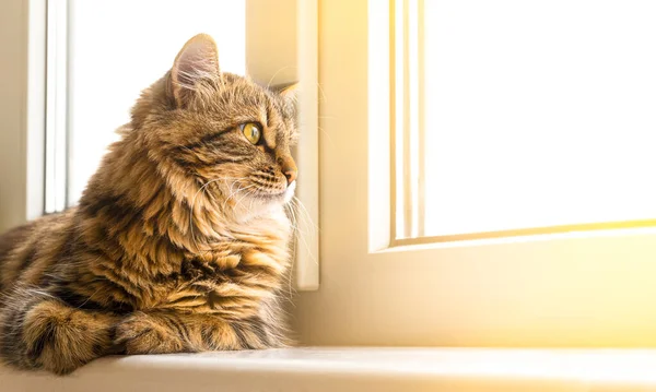 Gato doméstico olha para fora da janela — Fotografia de Stock
