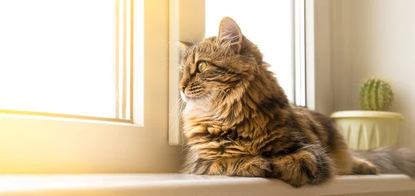 Evcil kedi pencereden dışarı bakar. Kopyalama alanı olan pankart — Stok fotoğraf