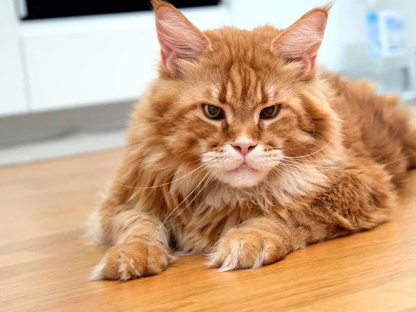 Gato Mapache Rojo Tendido Suelo Mirando Cámara Cerca — Foto de Stock