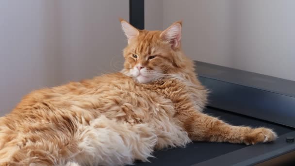 Gato Vermelho Cansado Maine Casulo Deitado Uma Esteira — Vídeo de Stock