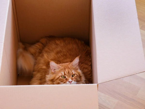 Gato Rojo Maine Mirando Desde Una Caja Cartón Cerca — Foto de Stock