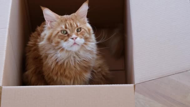 Chat Rouge Maine Regardant Hors Une Boîte Carton Gros Plan — Video