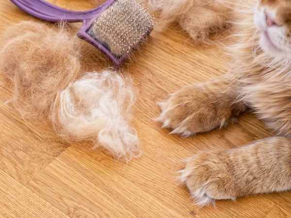 Gato Maine Coon Rojo Peine Con Pelaje Suelo Madera Cerca Fotos de stock libres de derechos