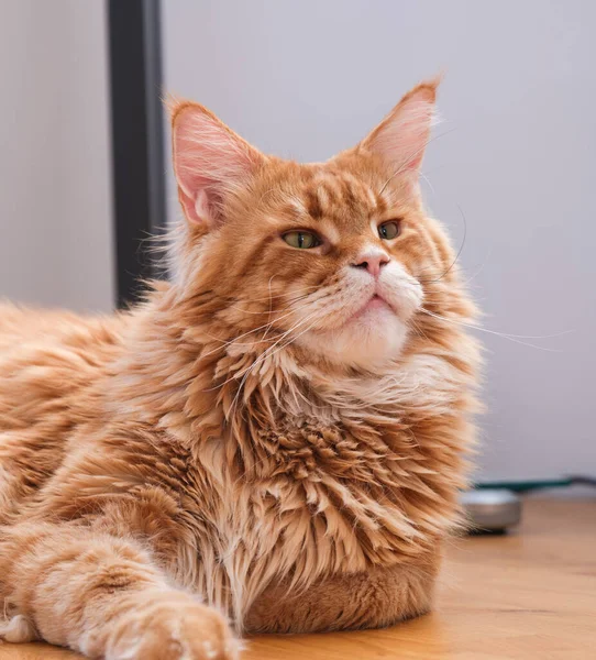 Gato Rojo Maine Coon Tirado Suelo Cerca — Foto de Stock