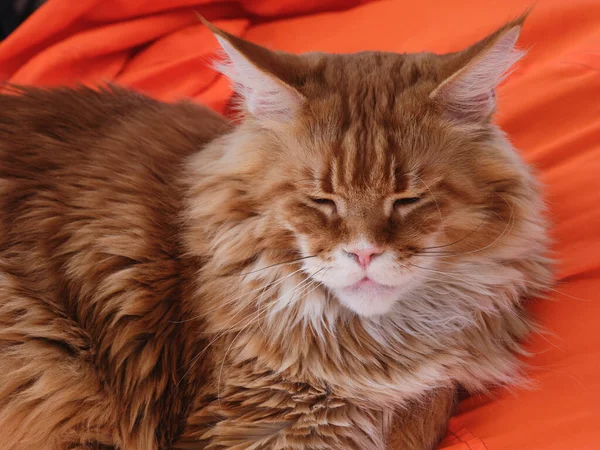 Gato Dormindo Vermelho Maine Casulo Deitado Uma Cadeira Saco Feijão — Fotografia de Stock