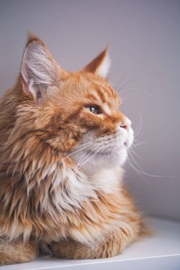 Kırmızı bir Maine Rakunu, pençeleri altında bir masada yatıyor. Kapat..