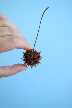 Kehribar ahşap (liquidambra) konileri yaratıcılık, iç dekorasyon için, el sanatları ve akvaryumlarda kullanılır