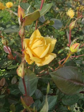  Aziz Petersburg Rusya 'da güzel güller