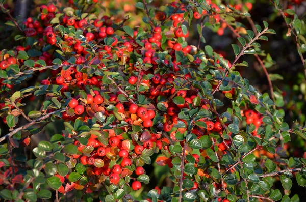 Arbusto Decorativo Espino Fuego Con Bayas Rojas Hojas Verdes —  Fotos de Stock