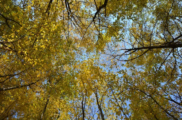 Ярко Желтая Листва Осенних Деревьев Лесу Фоне Голубого Неба — стоковое фото