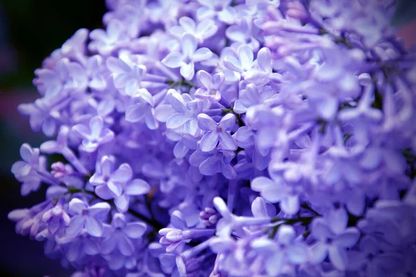Image Blooming Branch Lilac Close — Stock Photo, Image