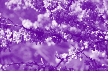floral background toned image twigs blooming in purple