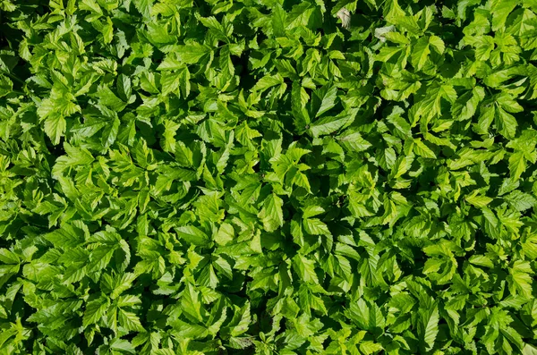 Spring Green Grass Leaves Natural Background — Stock Photo, Image