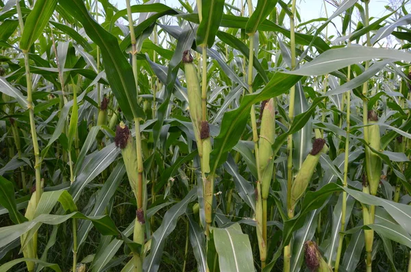 Majsväxter För Jordbruk Djurfoder Och Biobränslen — Stockfoto