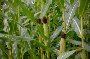 Yeşil mısır bitkisi sapı, yaprakları ve kafaları