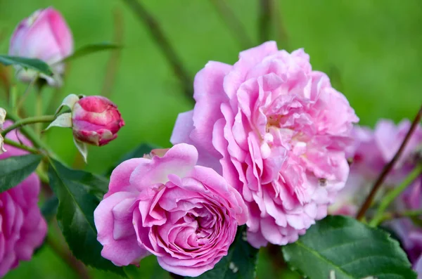 Krásný Obrázek Růžové Květy Zahradě — Stock fotografie