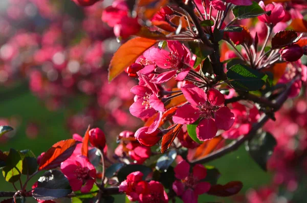 Jarní Kvetoucí Jabloně Růžovými Okvětními Lístky Září Slunečního Světla — Stock fotografie