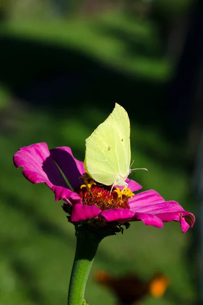 Makrobild Eines Gelben Schmetterlings Auf Einer Rosafarbenen Blume — Stockfoto