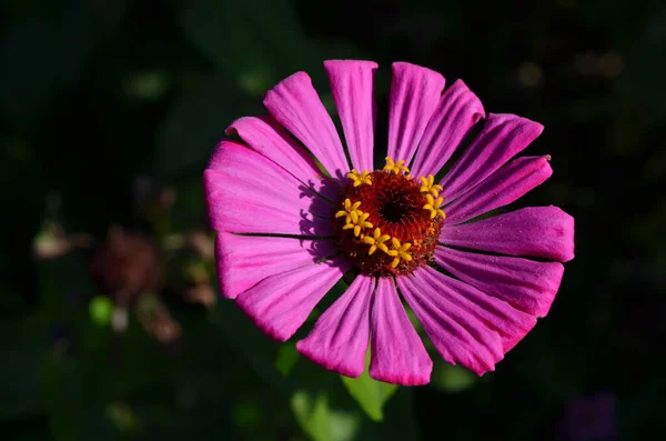 Parlak Mor Zinnia Çiçeği Makro Resmi — Stok fotoğraf